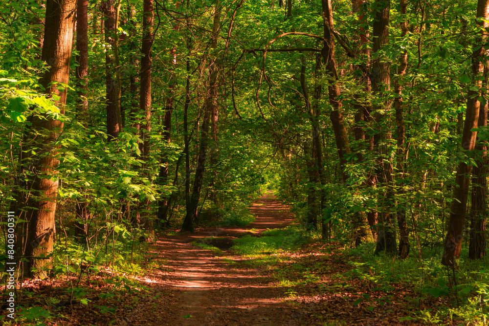 Obraz premium path in the forest