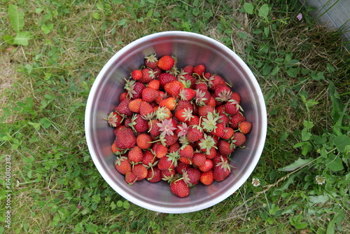 Bowl of fresh strawberries in garden in Denmark