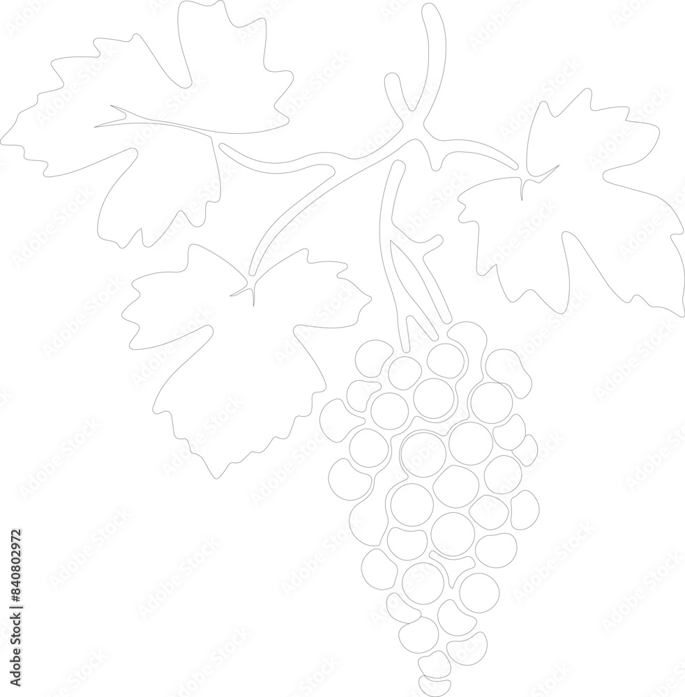 Fototapeta premium grape outline