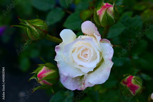 weiße Rose, Floribundarose photo