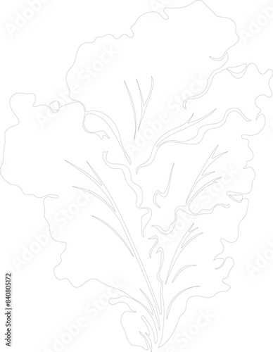 lettuce outline