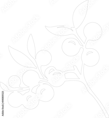 lingonberry outline
