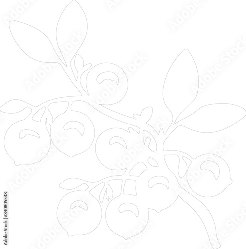 lingonberry outline
