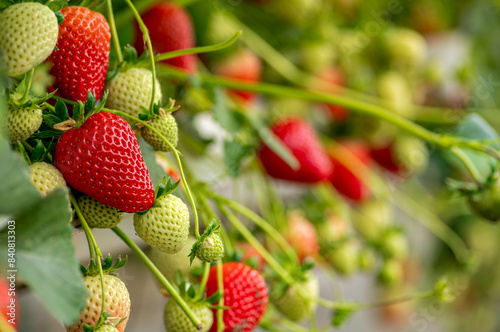strawberry planted in grow bags
