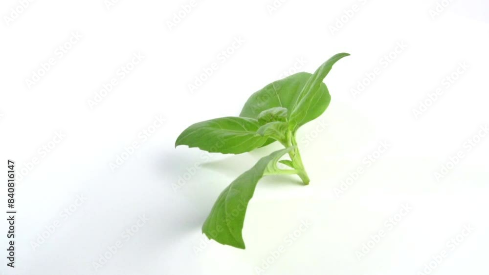 Basil leaves rotating on white background isolated Basil leaves rotating on white background isolated