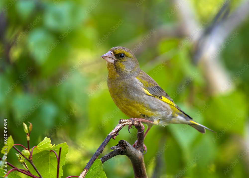 portrait of a greenfinch bird sitting on a branch in a spring garden