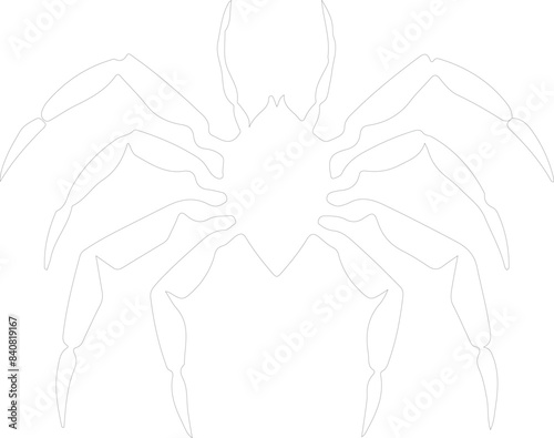 whip scorpion outline