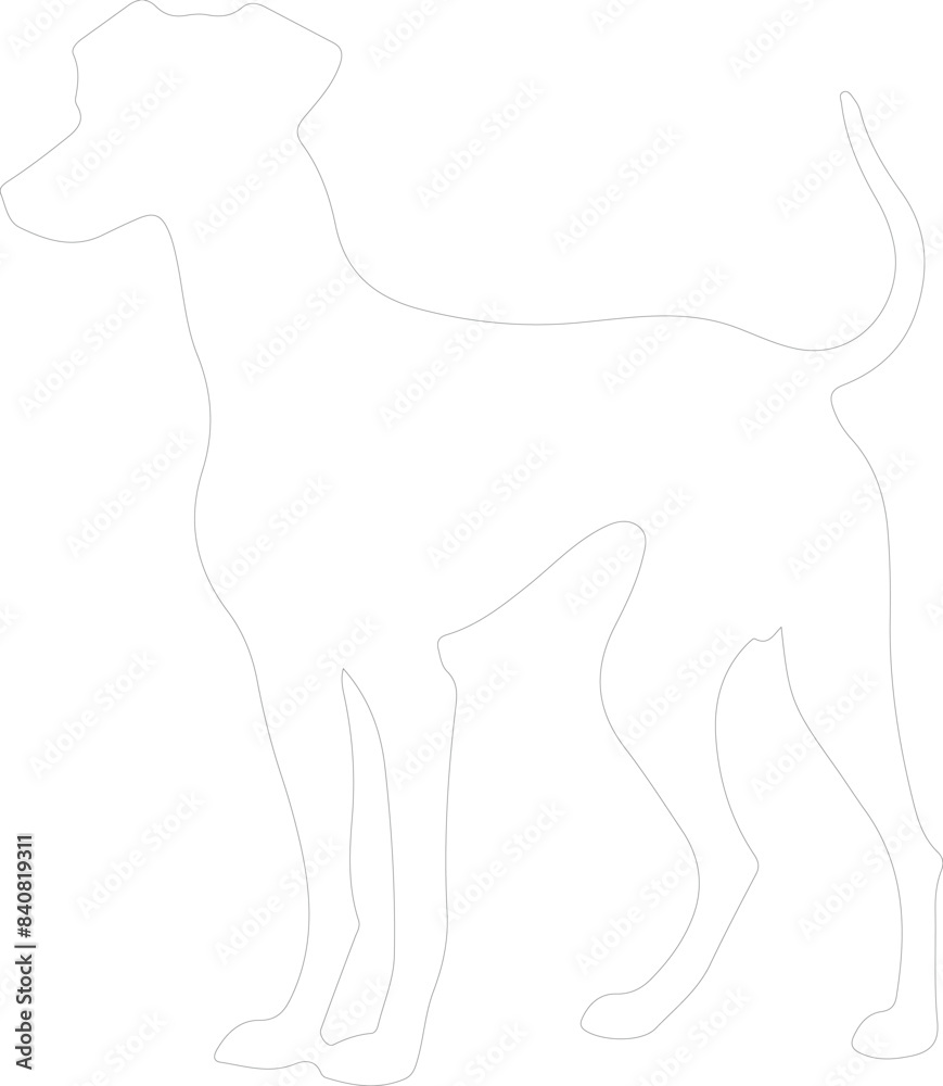 Obraz premium whippet outline