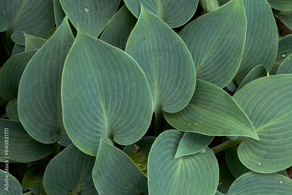 Obraz premium Decorative background of blue hosta leaves in raindrops. Macro photography. Copy space.