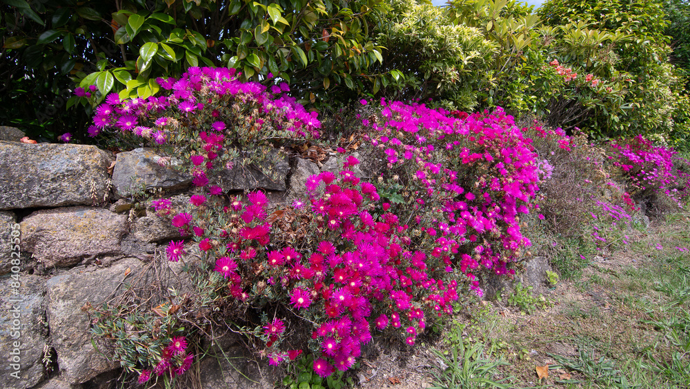 Fototapeta premium Magnifiques fleurs Ficoïdes en bordure de route en Bretagne