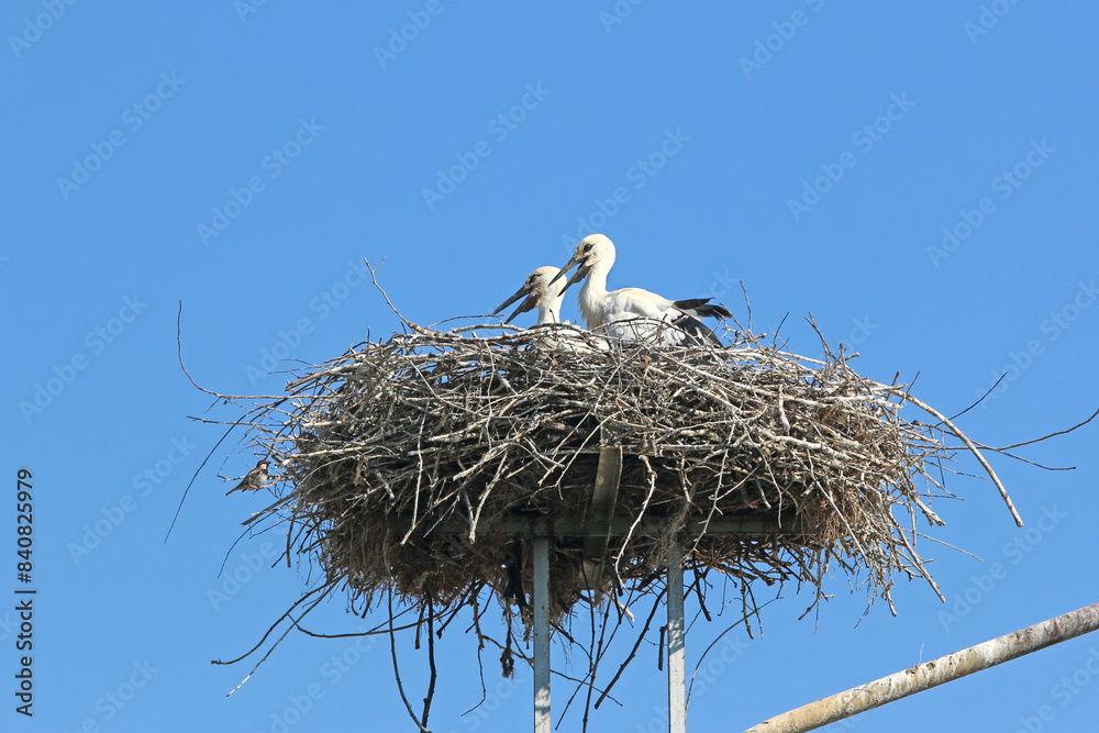 Fototapeta premium White storks in their nest
