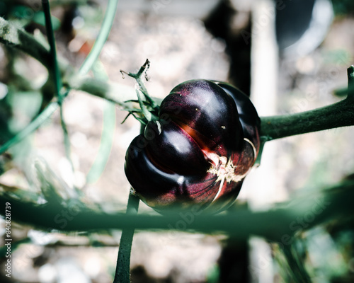 Zippering scar misshapen black beauty tomato hanging on vine with cage support at backyard garden in Dallas, Texas, dark plum color heirloom tomatoes with ridges ready to harvest, organic grown