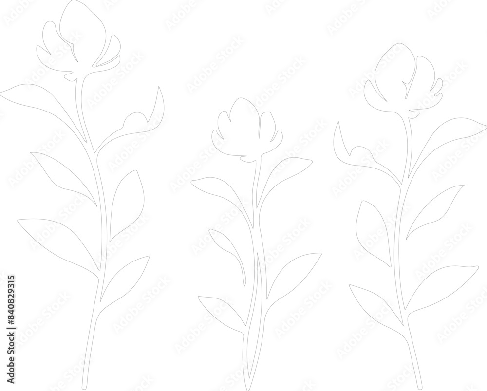 Fototapeta premium sorrel outline