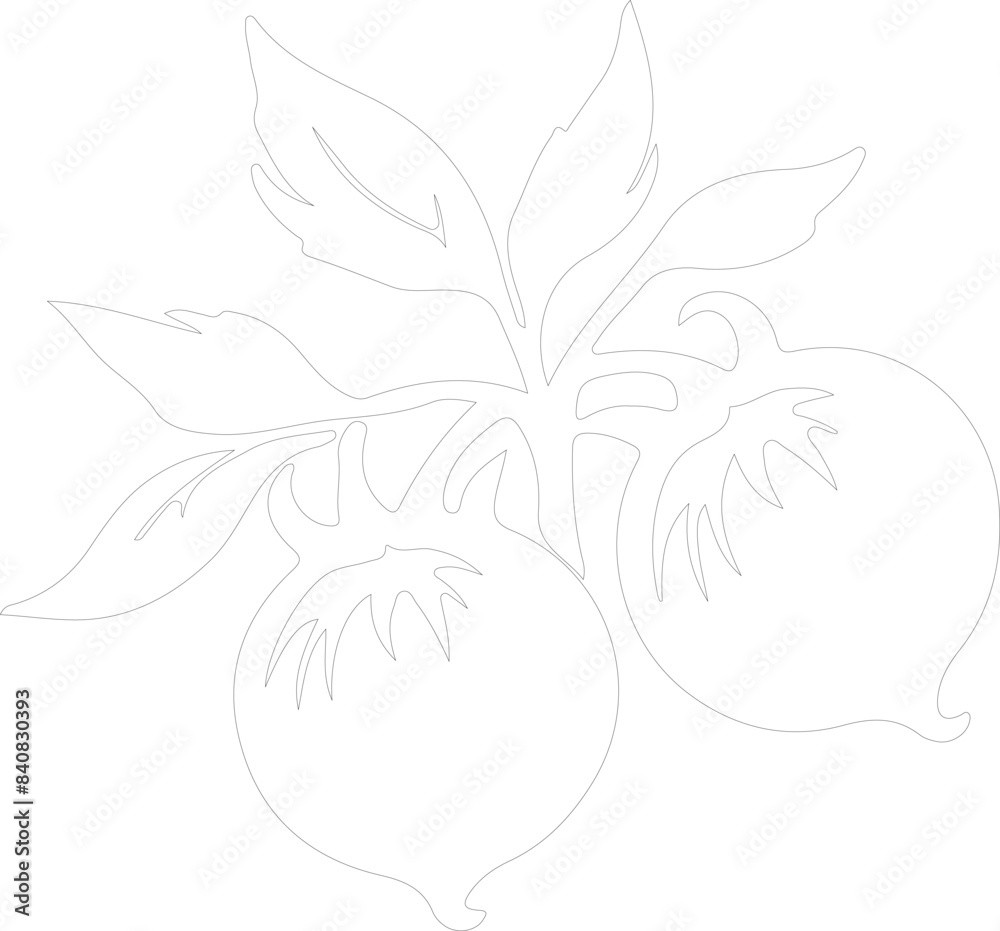 Obraz premium tomatillo outline