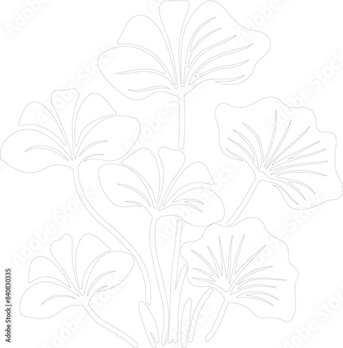 taro outline