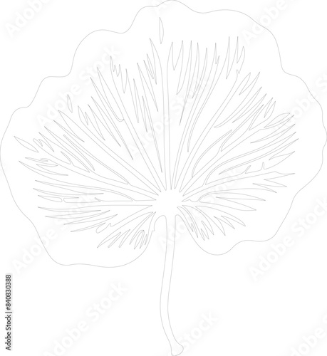 taro outline