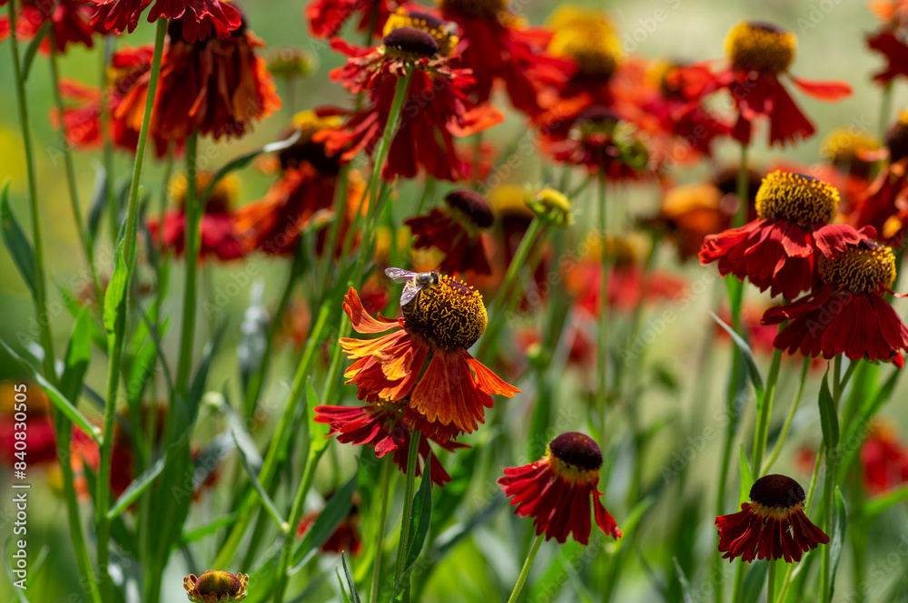 Helenium autumnale common sneezeweed in bloom, bunch of red orange yellow flowering flowers, tall shrub Helenium autumnale common sneezeweed in bloom, bunch of red orange yellow flowering flowers, tall shrub