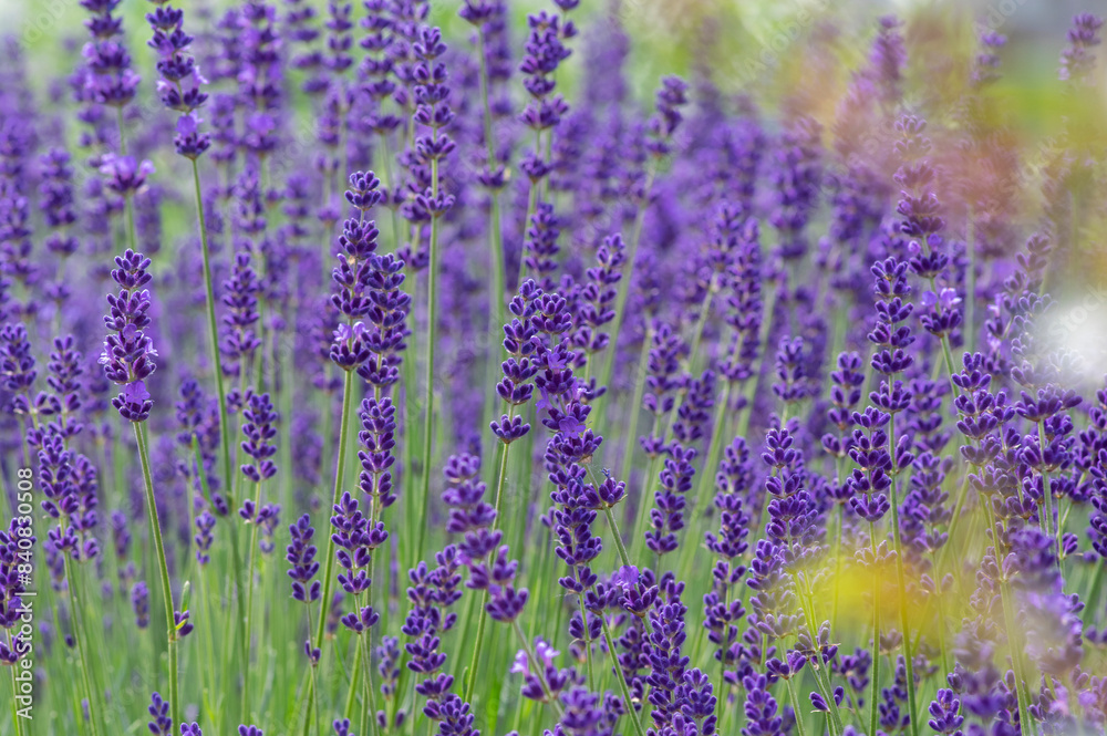 Lavandula angustifolia bunch of flowers in bloom, purple scented flowering bouquet of plant