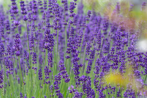Obraz na płótnie Lavandula angustifolia bunch of flowers in bloom, purple scented flowering bouquet of plant w salonie