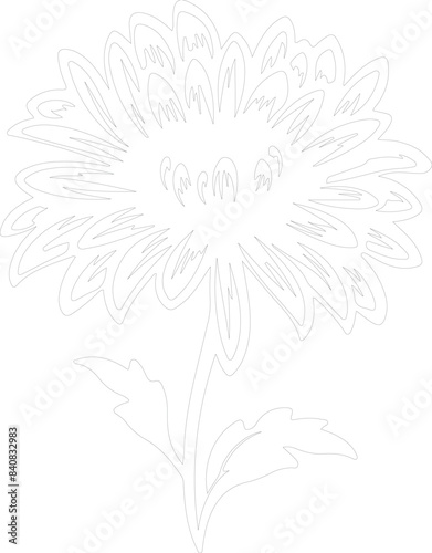 aster outline