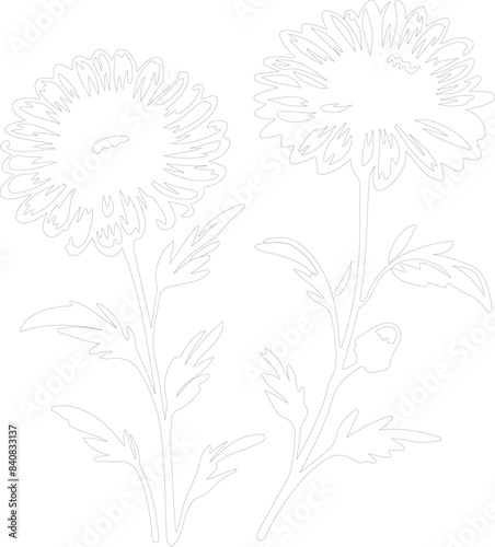 aster outline