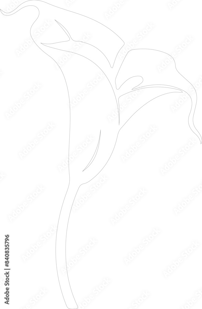 calla lily outline