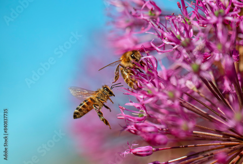 little hardworking bees collect nectar from a purple flower on a summer meadow
