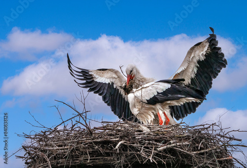 Anfliegender Weißstorch am Nest