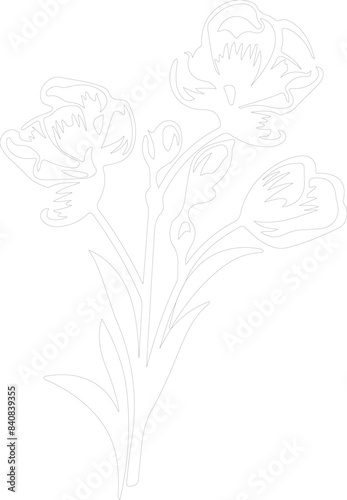 freesia outline