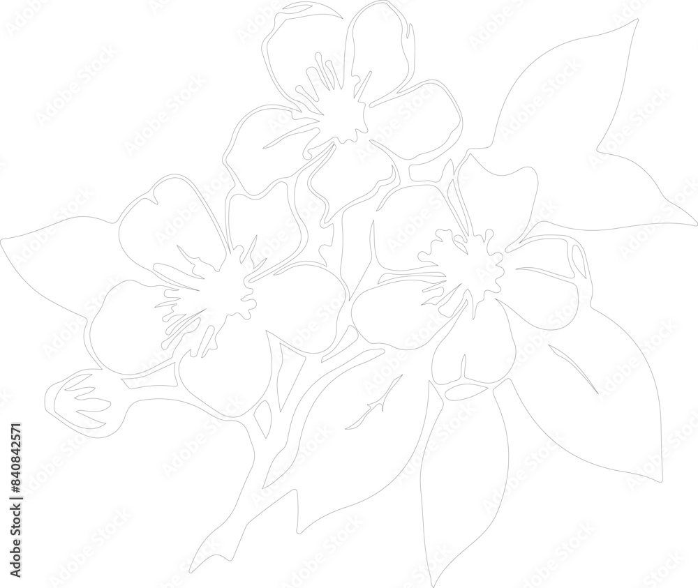 mock orange outline mock orange outline