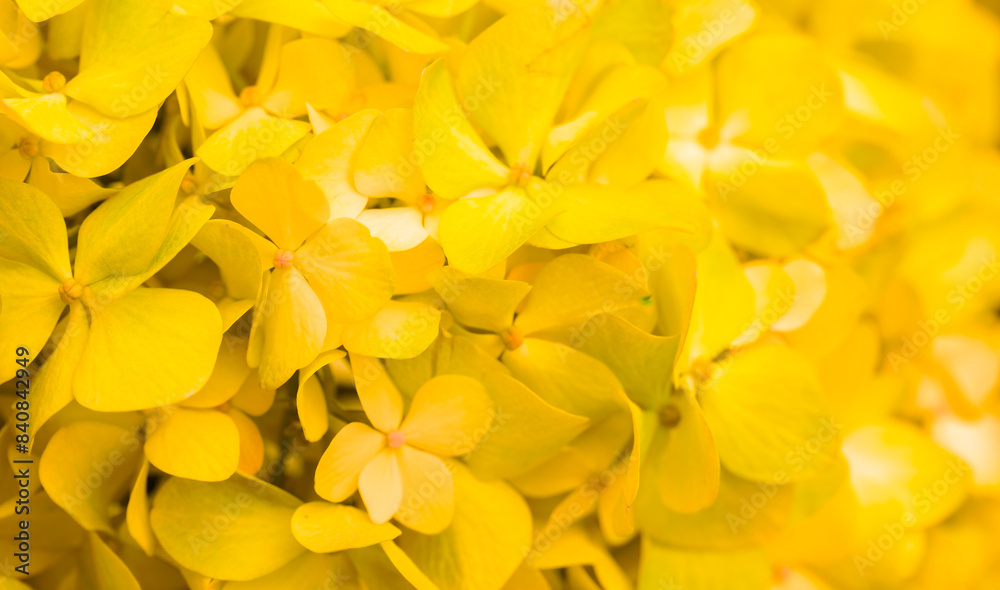 Obraz premium Yellow flowers close-up. Bouquet of colorful flowers. City flower beds, a beautiful and well-kept garden with flowering shrubs.