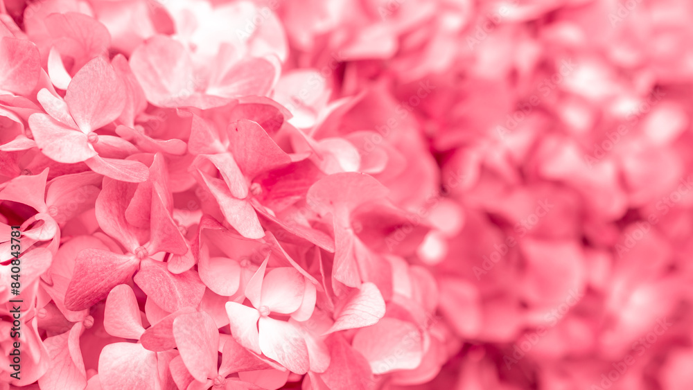 Pink flowers close up. Bouquet of red flowers. City flower beds, a beautiful and well-groomed garden with flowering bushes. Pink flowers close up. Bouquet of red flowers. City flower beds, a beautiful and well-groomed garden with flowering bushes.