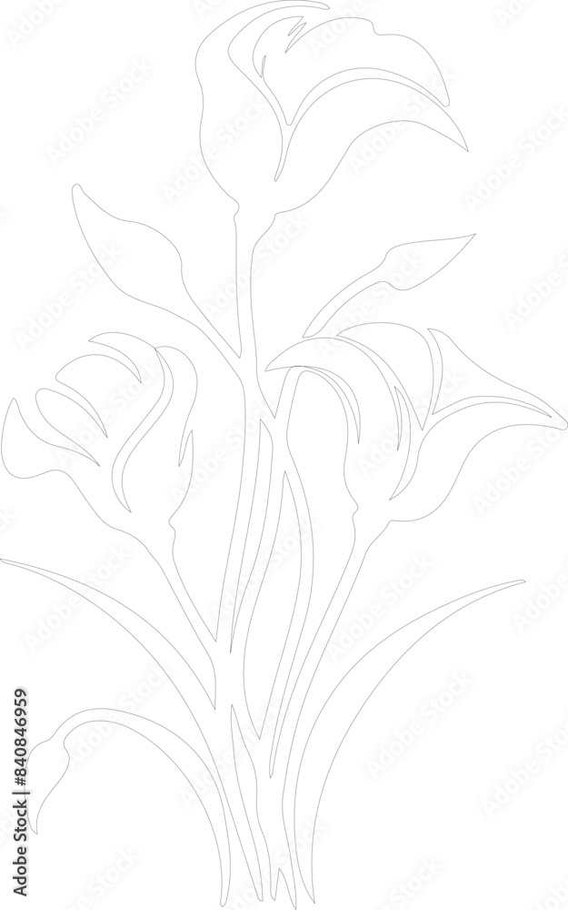 Obraz premium sego lily outline