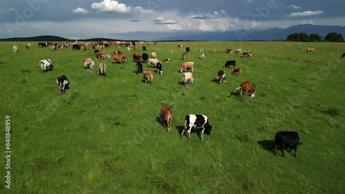 Aerial drone footage of cows on green field. Cattle on green field. Cow farm. The herd of cows is feeding in the field.