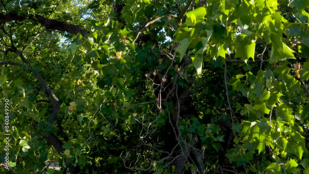 Tulip tree with beautiful flowers. drone rises along tree. Tulip tree with beautiful flowers. drone rises along tree.