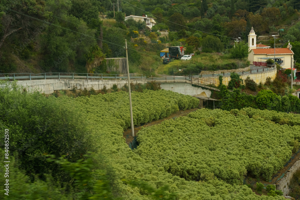 Lush Green Terrace Farmland With a White Church in the Background, Italy