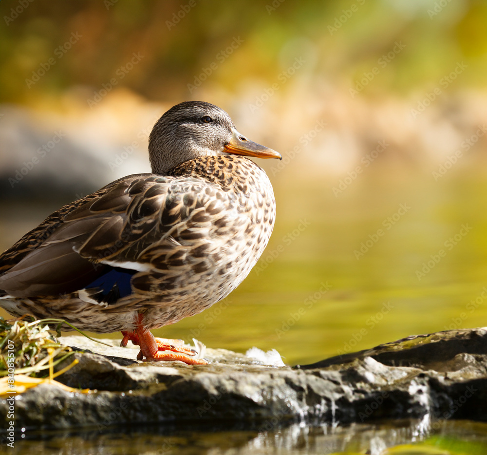 A solitary grass duck sits by the waters edge on a warm day in early fall on the outskirts of Ottawa, Ontario. A solitary grass duck sits by the waters edge on a warm day in early fall on the outskirts of Ottawa, Ontario.