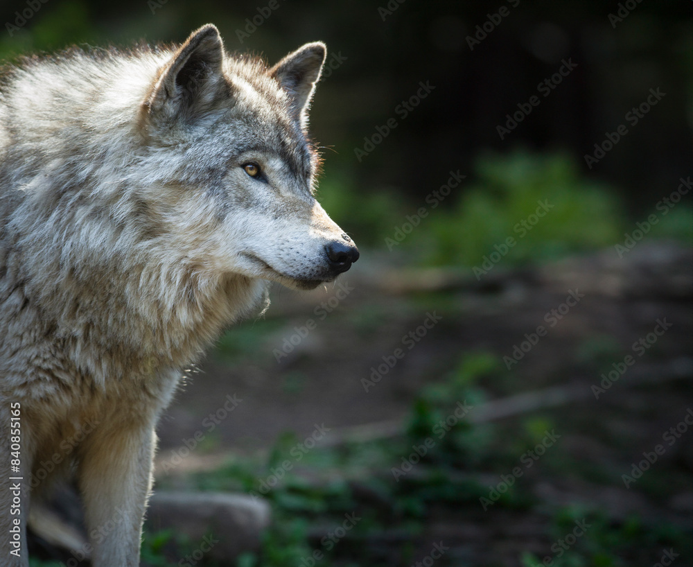 Lone, backlight grey wolf searches for prey on a green, rocky hill in Quebec, Canada Lone, backlight grey wolf searches for prey on a green, rocky hill in Quebec, Canada