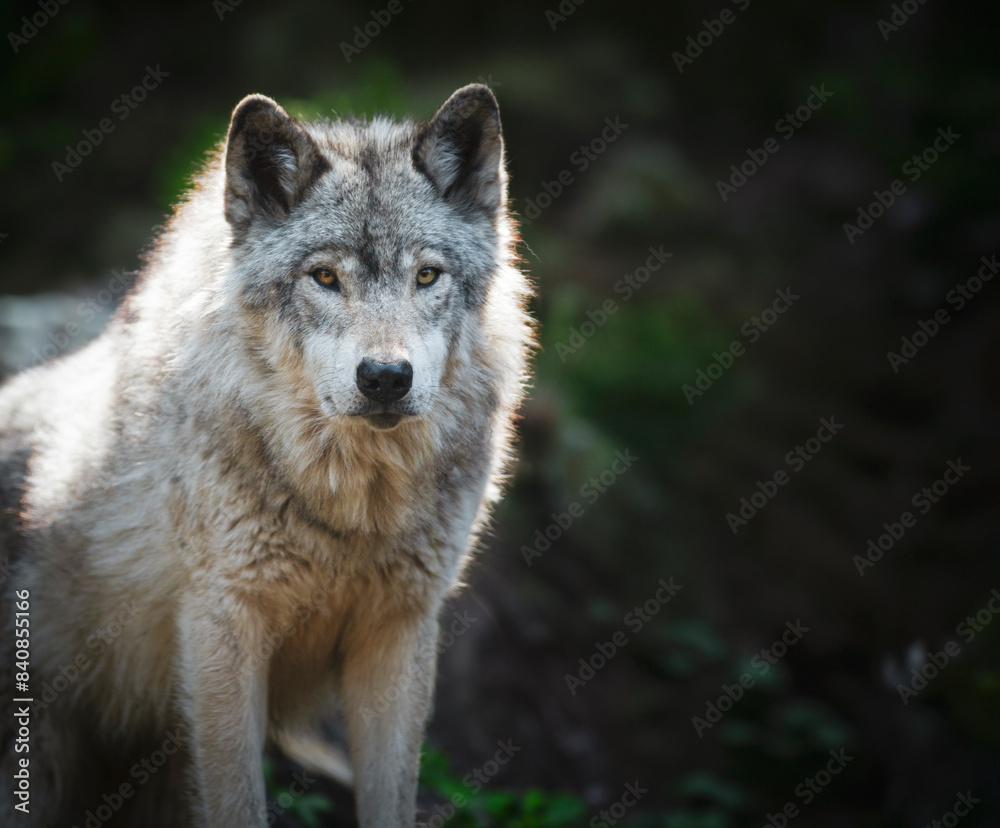 Lone, backlight grey wolf staring at the camera on a green, rocky hill. Lone, backlight grey wolf staring at the camera on a green, rocky hill.