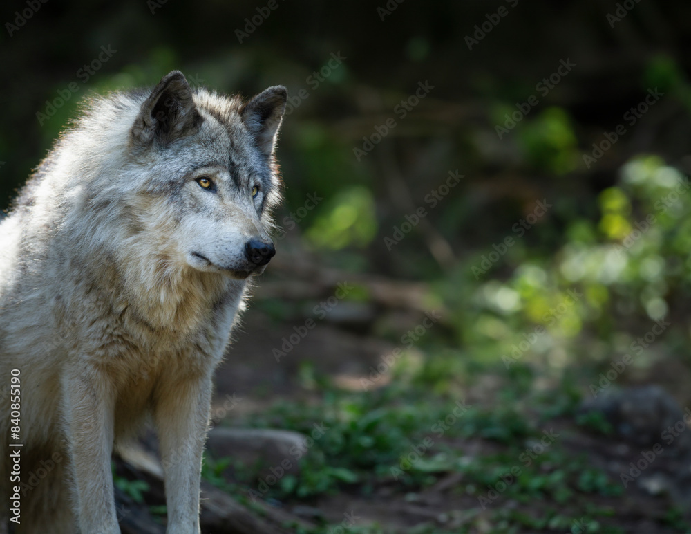 Lone, backlight grey wolf searches for prey on a green, rocky hill in Quebec, Canada Lone, backlight grey wolf searches for prey on a green, rocky hill in Quebec, Canada