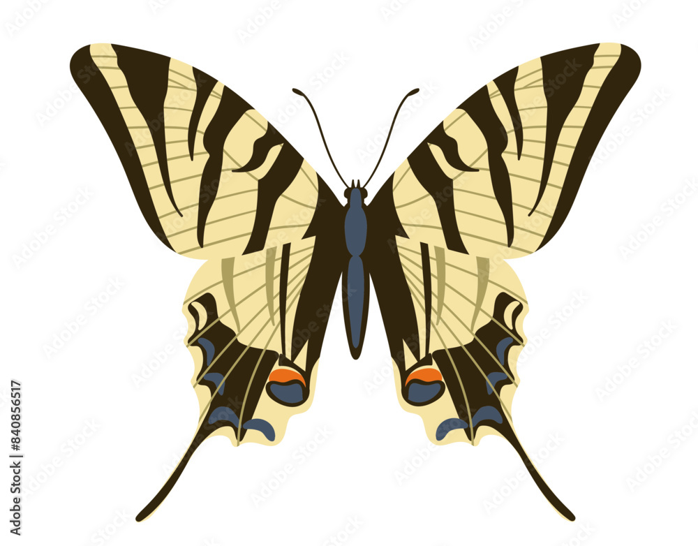 Obraz premium Colorful butterfly Podalirium, Iphiclides Podalirius.