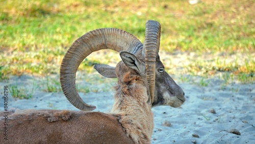 urial, also known as the arkars or shapo, is a wild sheep native to Central and South Asia. Wild sheep Urial, Ovis orientalis vignei, in the nature habitat. Close up of urial.  photo