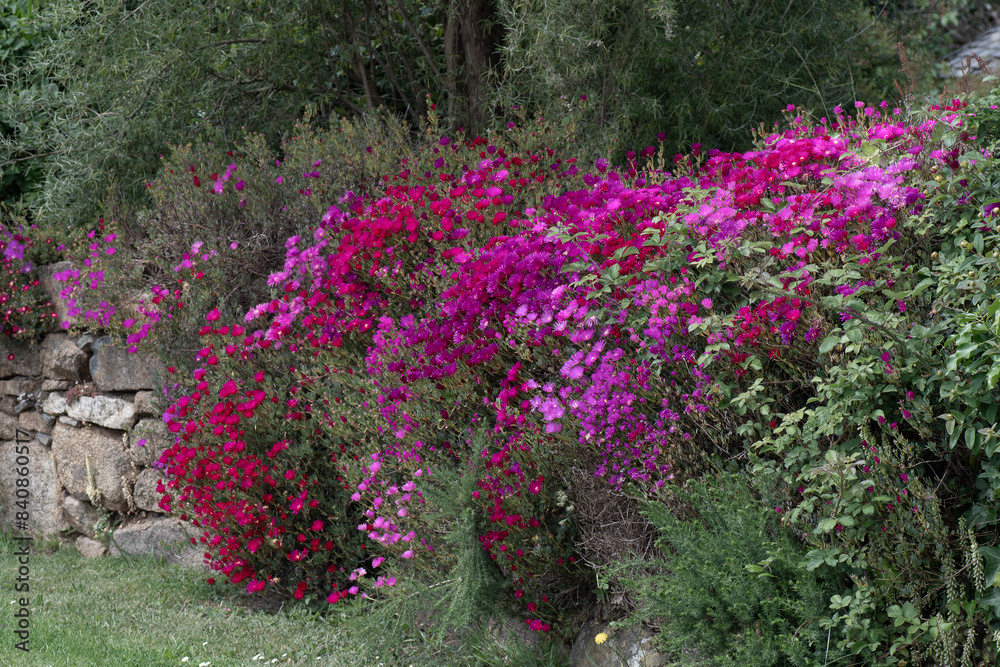 Magnifiques fleurs Ficoïdes en bordure de route en Bretagne Magnifiques fleurs Ficoïdes en bordure de route en Bretagne