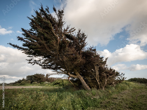 Arbre tiraillé par le vent marin