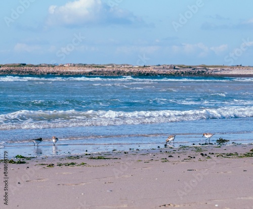 Quatre Pluviers argentés qui picore le sable