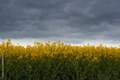 Blooming canola field springtime in spring season photo