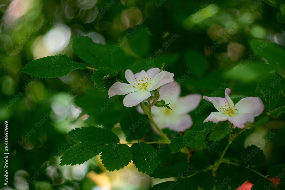 Spring flowering of plants, nature. Spring flowering of plants, nature.