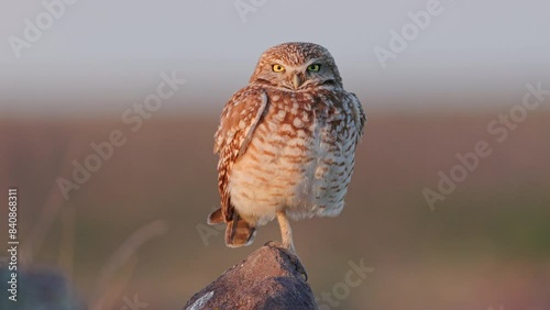 Burrowing Owl (Athene cunicularia) looking straight at the camera while standing on one leg on a boulder on a cloudy day in the desert during golden hour.