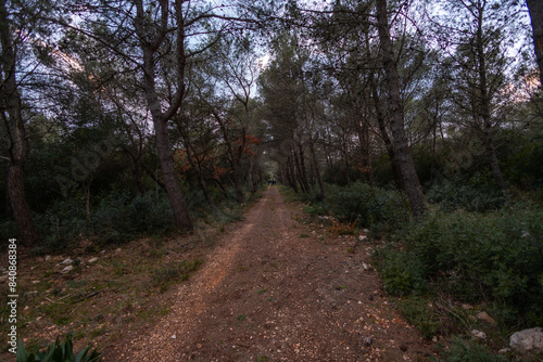 path in the woods