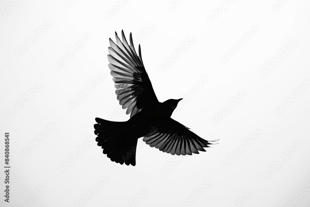 Bird soaring gracefully in the sky with wings fully spread out Bird soaring gracefully in the sky with wings fully spread out